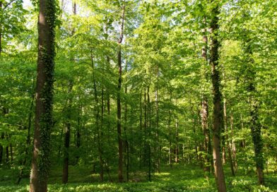 Stress lass nach:  Auf in den Wald!